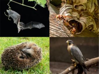 Probleme wegen einem Tier?