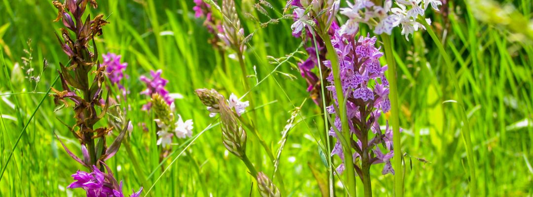 Orchideenwiese (Foto: NABU KL) Orchideenwiese (Foto: NABU KL)