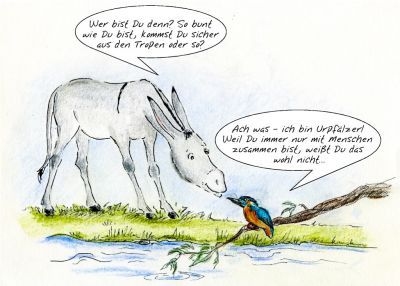 Eisvogel und Esel